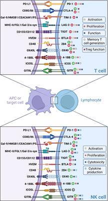 Immune checkpoints on T and NK cells in the context of HBV infection: Landscape, pathophysiology and therapeutic exploitation